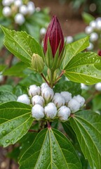Obraz premium Macro Close-up of a Vibrant Red Flower Bud with Frosted White Seed Pods & Dewy Green Leaves