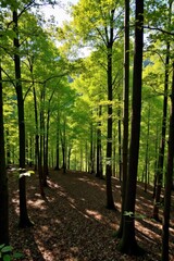 Fototapeta premium Ancient Forest Canopy in Colorado Preserve Sunlight streams through the dense, ancient canopy of towering trees in a quiet and serene Colorado preserve. Dappled light illuminates the forest floor