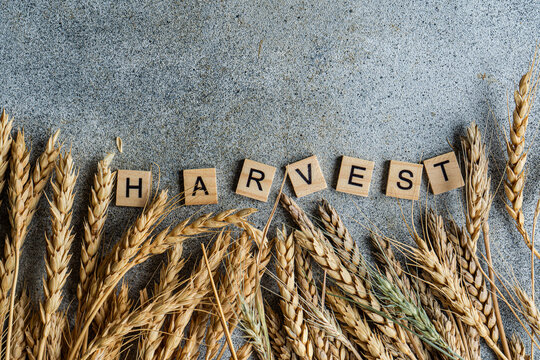 Close-up overhead view of wooden letters spelling out the word Harvest on a table with autumnal ears of wheat