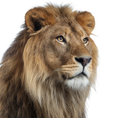 Fototapeta premium Majestic lion portrait showcasing detailed fur, dramatic lighting, and powerful expression against a clean background