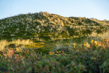 Evening light falls across a grassy dune slope, revealing soft textures and color contrasts. Coastal nature in its purest form.