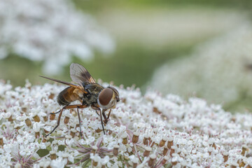 Breitflüglige Raupenfliege