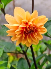 Fototapeta premium Leuchtende Sommerwärme – Orange Dahlie