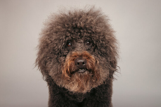 Close-up of a fluffy brown Whoodle dog sitting in front of a grey background