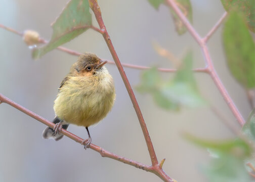 Close-up of a wild wet weebill (Smicrornis brevirostris) perched on a branch in overcast and damp conditions, Australia