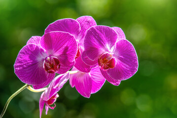 Purple Orchid branch on green natural background
