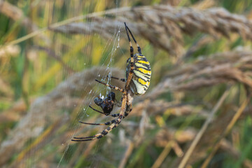 Wespenspinne im Spinnennetz mit Beute