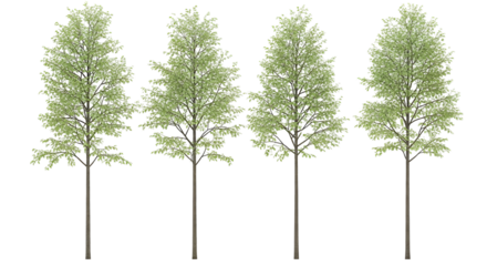 Four identical birch trees with green leaves, isolated on transparent background