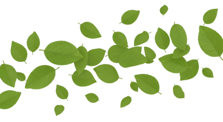A scattering of fresh green leaves isolated on a transparent background, suggesting nature and growth
