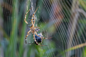 Wespenspinne im Spinnennetz mit Beute