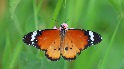 Butterfly on a flower in the garden. (Common tiger)