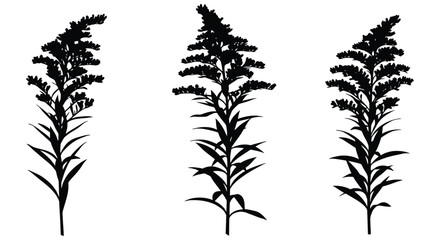 Three silhouetted goldenrod flower stalks elegant botanical elements for nature design projects silhouette © Minara