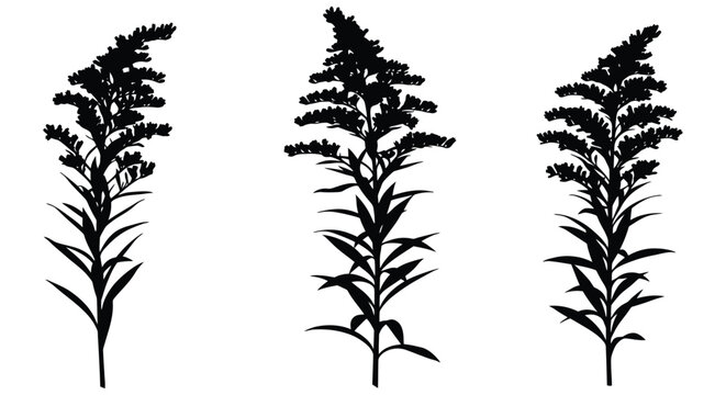 Three silhouetted goldenrod flower stalks elegant botanical elements for nature design projects silhouette
