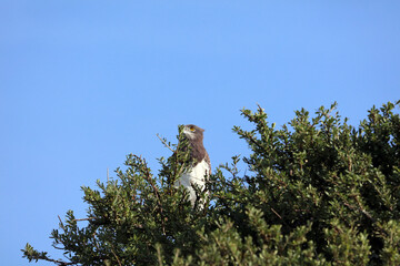 Black-chested Snake-Eagle perched in a tree, Masai Mara Kenya Africa
