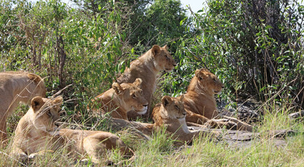 Closeup of a pride of Lions resting on a rocky outcrop, Masai Mara Kenya Africa
