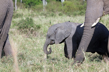 Closeup of a very small Elephant calf, Masai Mara Kenya Africa

