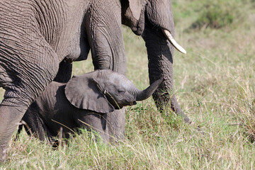 Closeup of a very small Elephant calf raising its trunk, Masai Mara Kenya Africa
