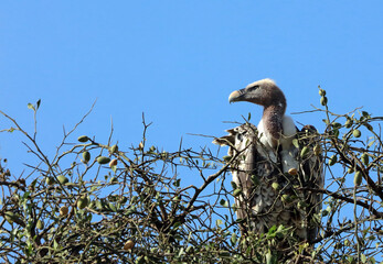 Closeup of a White-backed Vulture perched in a tree, Masai Mara Kenya Africa
