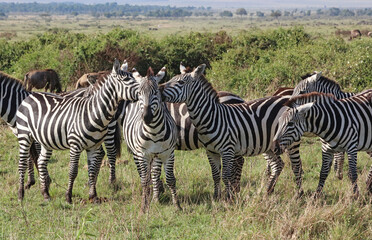 Closeup of three Zebras with their heads close together, Masai Mara Kenya Africa

