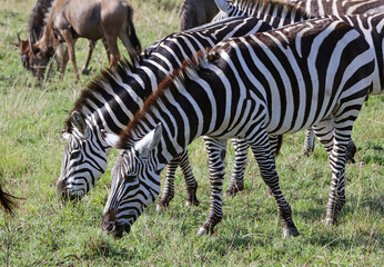 Closeup of two Zebras grazing, Masai Mara Kenya Africa
