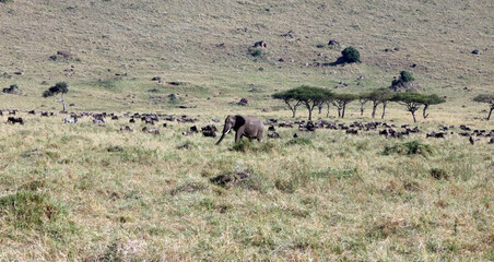 Masai Mara scenery with an elephant, wildebeest and zebra, Kenya Africa
