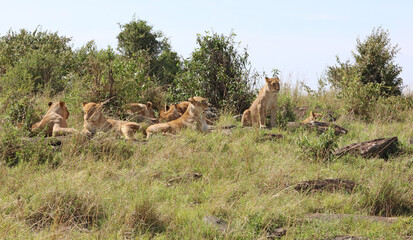 Pride of Lions resting on a rocky outcrop, Masai Mara Kenya Africa
