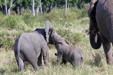 Two very small baby Elephants playing, Masai Mara Kenya Africa
