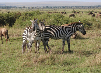 Zebras jostling each other, Masai Mara Kenya Africa