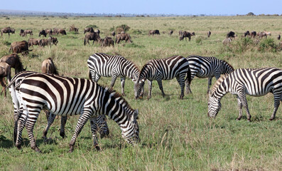 Zebras and Wildebeest grazing, Masai Mara Kenya Africa
