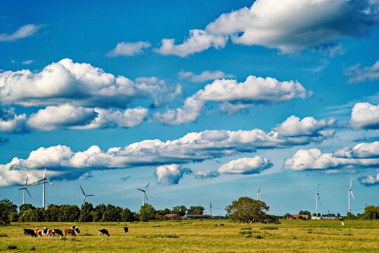 Herd of cows grazing in a field with wind turbines in the distance, East Frisia, Lower Saxony, Germany