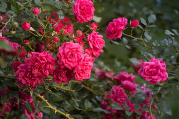 Close-up of a branch of pink roses. Garden with blooming rose bush