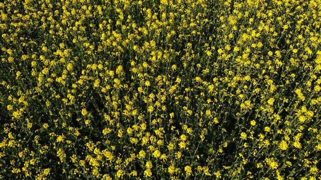 Rapeseed fields in British countryside drone aerial 