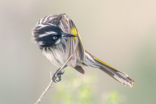Fototapeta Close-up of a wild New Holland honeyeater (Phylidonyris novaehollandiae) preening its wing feathers while perched on a branch, Australia