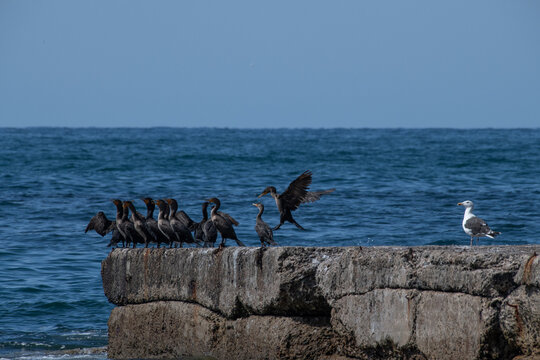 Seagull looking at a row of cormorant birds standing in a row on a sea wall along the Atlantic Ocean, Nova Scotia, Canada