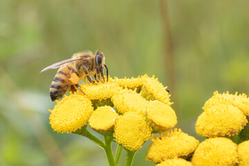 Biene beim Pollensammeln