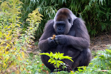 Affe, Gorilla, Primat