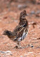 Ruffed grouse Bonasa umbellus moving across a gravel road