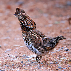Ruffed grouse Bonasa umbellus displayingon a dirt road in hopes of attracting a mate
