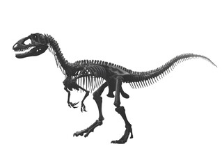 Fototapeta premium Detailed dinosaur skeleton stands on a white background depicting an ancient carnivore in profile for educational use and scientific study.