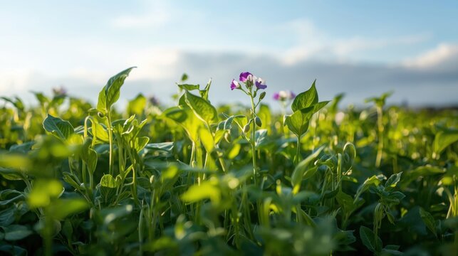 Field of flowering broad bean plants under a bright sky in the countryside