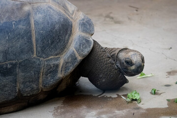 Schildkröte