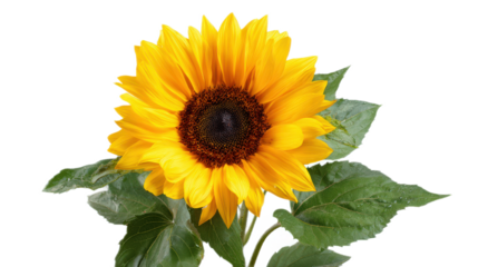 Bright and Vibrant Sunflower with Green Leaves Isolated on White Background for Floral Themes and Nature Illustrations