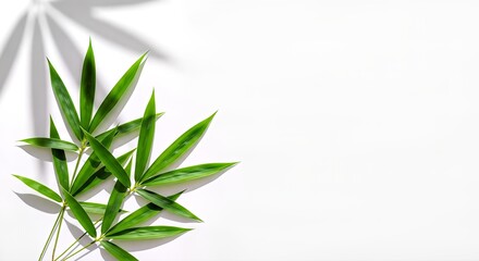 Fototapeta premium Lush Green Cannabis Leaves Casting Shadows on a White Surface.