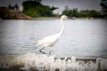 Garzas de Cartagena