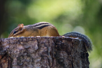 Obraz premium Chipmunk Hiding on a Tree Stump in Summer Forest