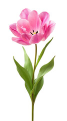 Naklejka premium Delicate Pink Tulip Flower with Soft Petals and Green Leaves Isolated on White Background for Naturalistic Garden Decor Ideas