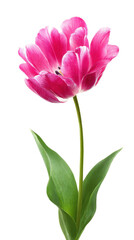 Fototapeta premium Vibrant Single Pink Tulip Blossom with Green Leaves Isolated on a White Background for Floral Arrangements and Design Projects