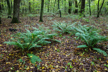 Fototapeta premium This forest landscape in early autumn showcases green ferns growing on the ground, covered with a moist litter of brown and yellow fallen leaves.
