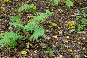 ​A macro photograph showcases green fern shoots emerging from the moist forest floor, covered in brown and yellow fallen leaves.