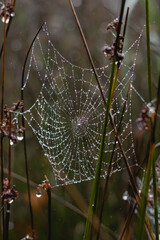 spider web with dew drops